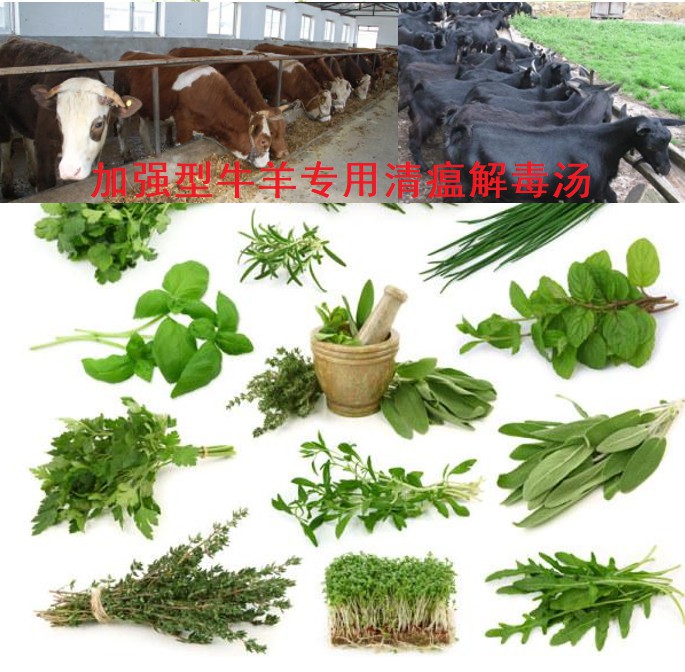 加強型牛羊專用清瘟解毒湯，16味原生中草藥公開組方，牛羊養殖場常備無憂